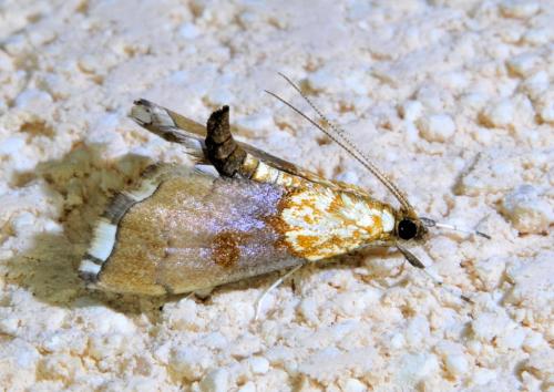 Agrotera nemoralis